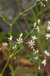 Michaux's saxifrage